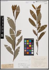 Foto von Salix daphnoides Vill.